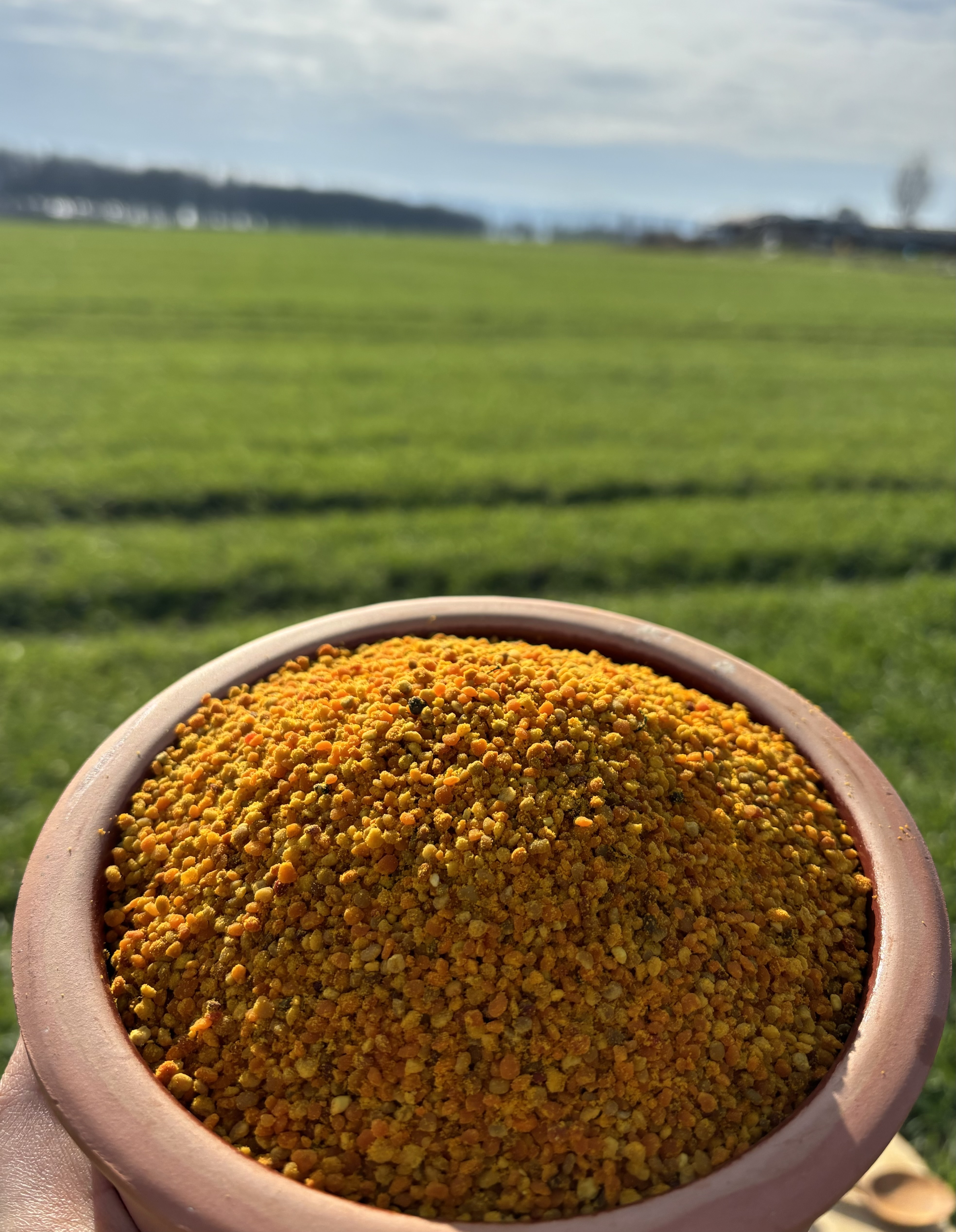 Taze Yaş Polen